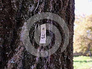 tree identification tag