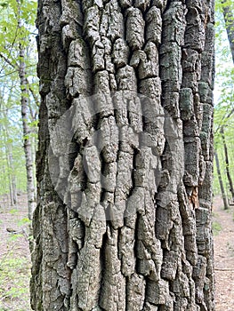 Tree Identification. Tree Bark. Chestnut Oak. Quercus prinus