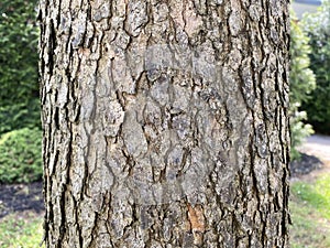 Tree Identification. Tree Bark. Chinese Pistache. Pistacia chinensis