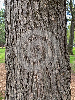 Tree Identification. Tree Bark. Eastern Hemlock. Tsuga canadensis