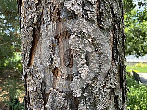 Tree Identification. Tree Bark. Longleaf Pine. Pinus Paulustris photo