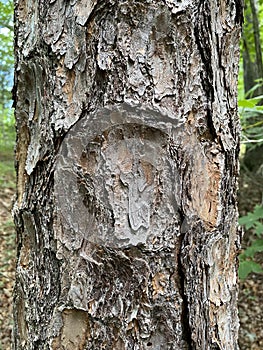 Tree Identification. Tree Bark. Pitch Pine. Pinus Rigida