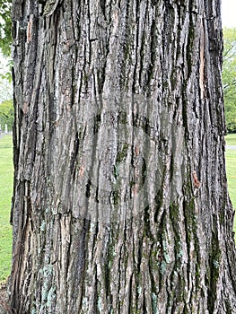 Tree Identification. Tree Bark. Sassafras. Sassafras Albidum photo