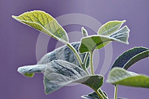 Tree Identification: Two-Winged Silverbell Tree Leaf
