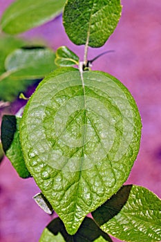 Tree Identification: Two-Winged Silverbell Tree Leaf