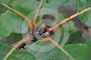 Tree Identification. Unique Feature. Quercus Genus