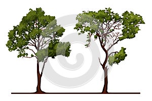 Tree Illustration