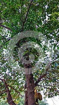 tree in india, maharastra.