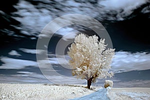 tree in infrared, landscape with tree
