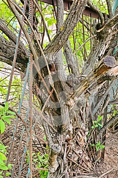 Tree ingrown into a rusty fence