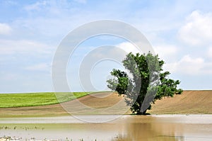 A tree in the inland water