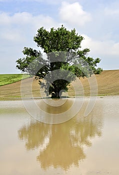 Tree in the inland water photo