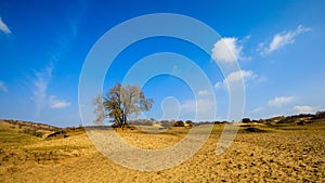 A Tree at Inner Mongolia