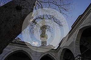 tree inside the court of Eyup Sultan Camii Mosque, Istanbul, Turkey