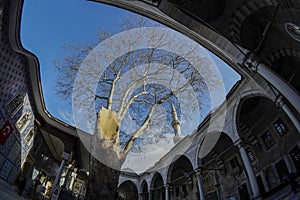 tree inside the court of Eyup Sultan Camii Mosque, Istanbul, Turkey