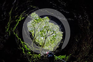 Tree inside Pico island gruta das torres lava tunnels photo