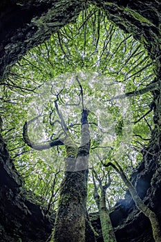 Tree inside Pico island gruta das torres lava tunnels photo