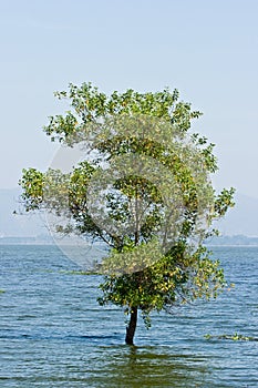 Tree inside water flood