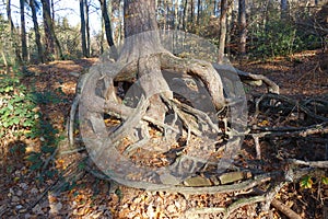 Tree with interesting root braid in eifel, germany . Extremely gnarled roots above the ground . Weird asthetic roots .