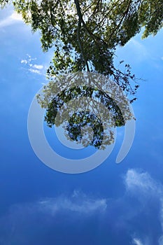 Tree Invert and Sky