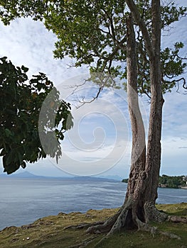 Tree in the island