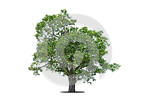 Tree isolate on white background