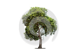 Tree isolate on white background