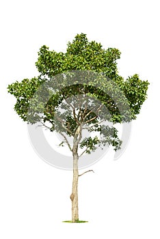 Tree isolate on white background