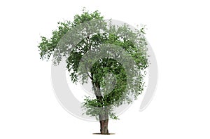 Tree isolate on white background