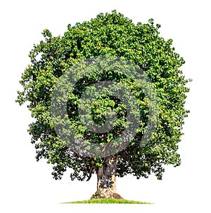 tree isolate on white background