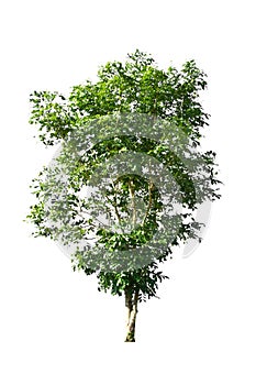 Tree isolate on white background