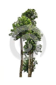 Tree isolate on white background