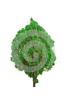 the tree isolate white background