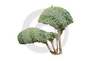 the tree isolate white background