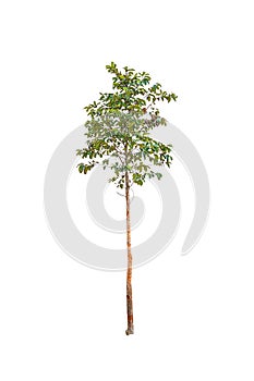 Tree isolated