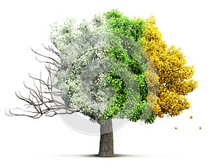 Tree isolated 3D illustration