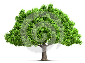 Tree isolated 3D illustration