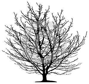 Tree isolated