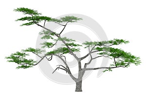Tree isolated. Acacia constricta