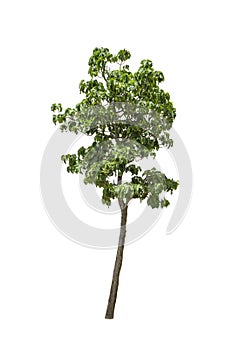 Tree isolated on the background,Cliping paths