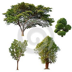 Tree isolated collection on white background, tropical tree isolated collection