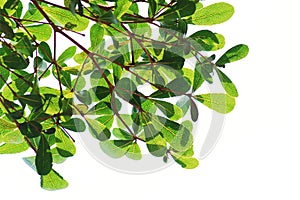 Tree isolated,Green leave background texture