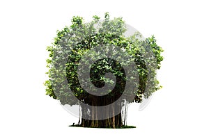 Tree isolated include clipping path