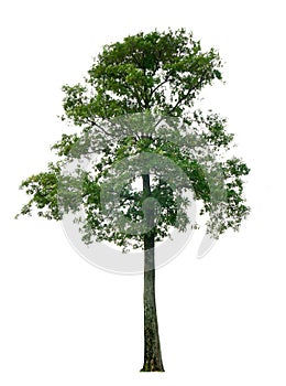 Tree isolated, objects for use 3D