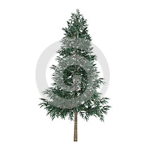 Tree isolated. Picea abies fir-tree