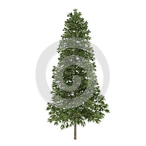 Tree isolated. Picea abies fir-tree