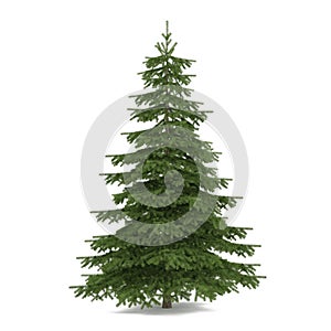 Tree isolated. Picea fir-tree