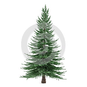 Tree isolated. Picea fir-tree