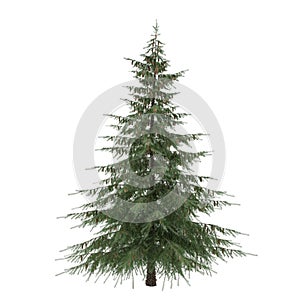 Tree isolated. Picea fir-tree