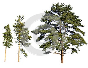 Tree isolated pines